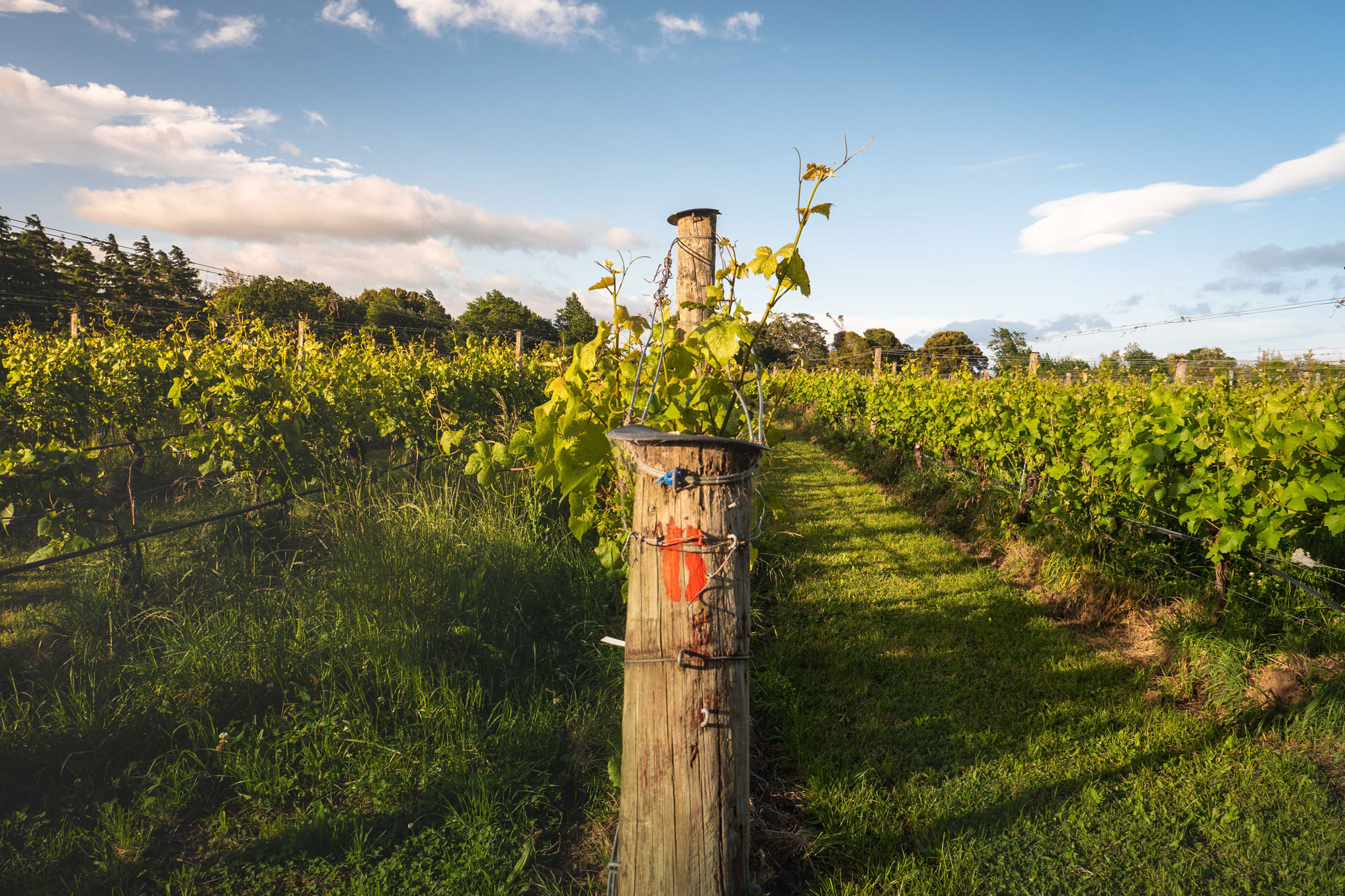 The Wairarapa