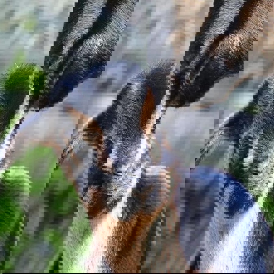 Explore 3 / See & Do 3