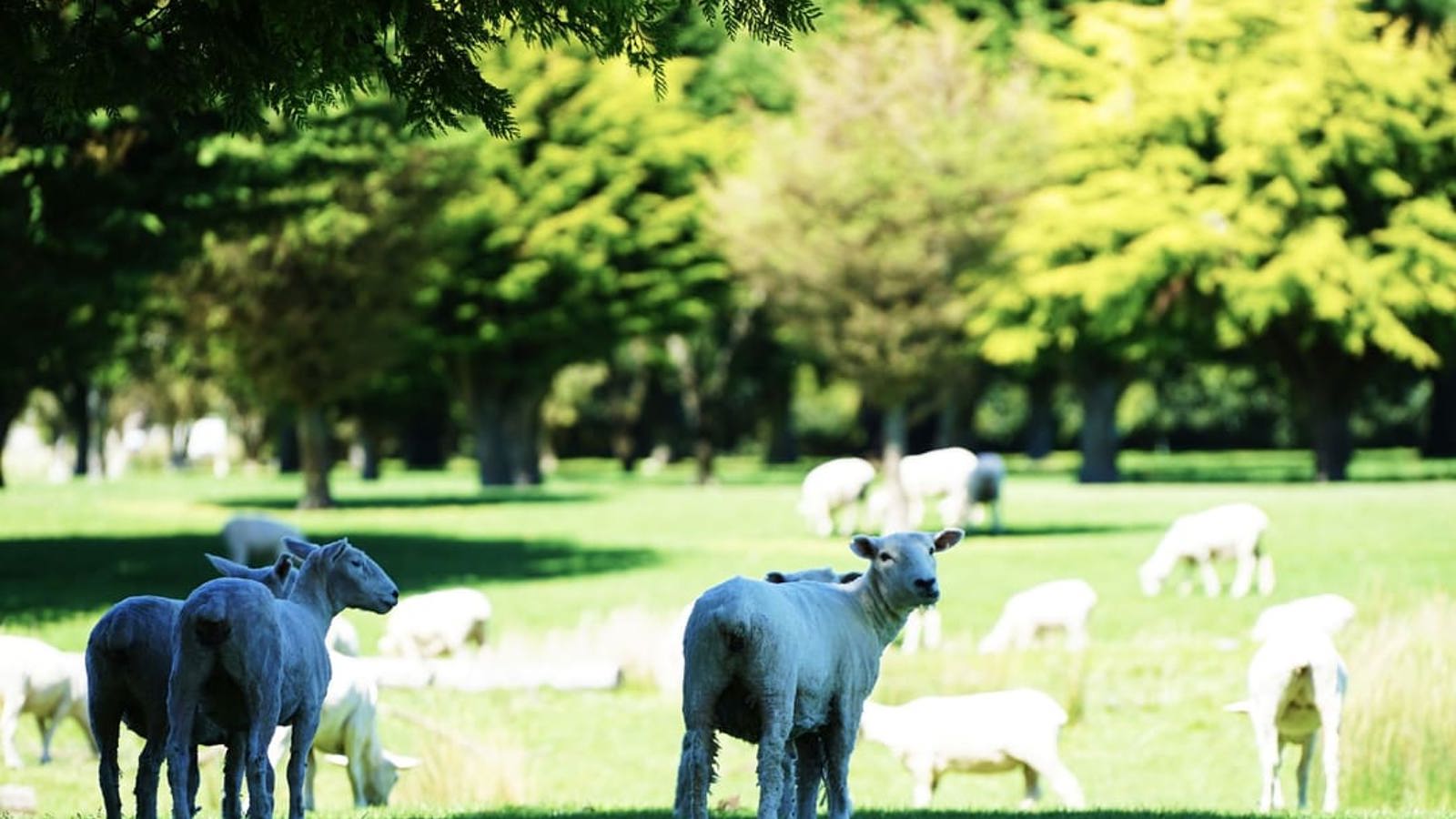 Eketahuna 4